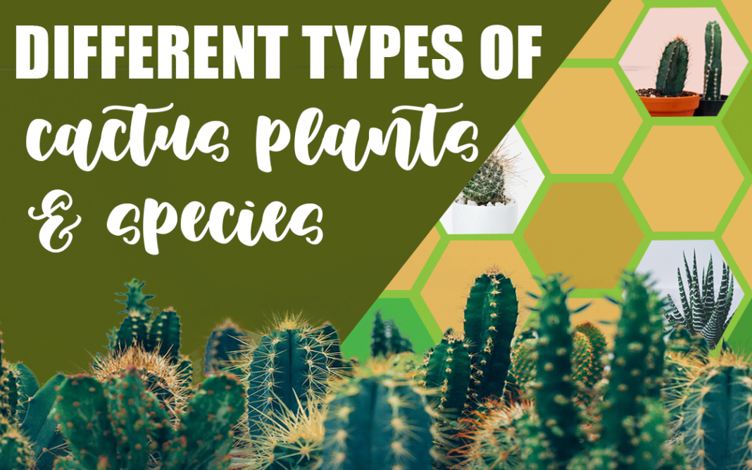 DIFFERENT TYPES OF CACTUS PLANTS AND SPECIES