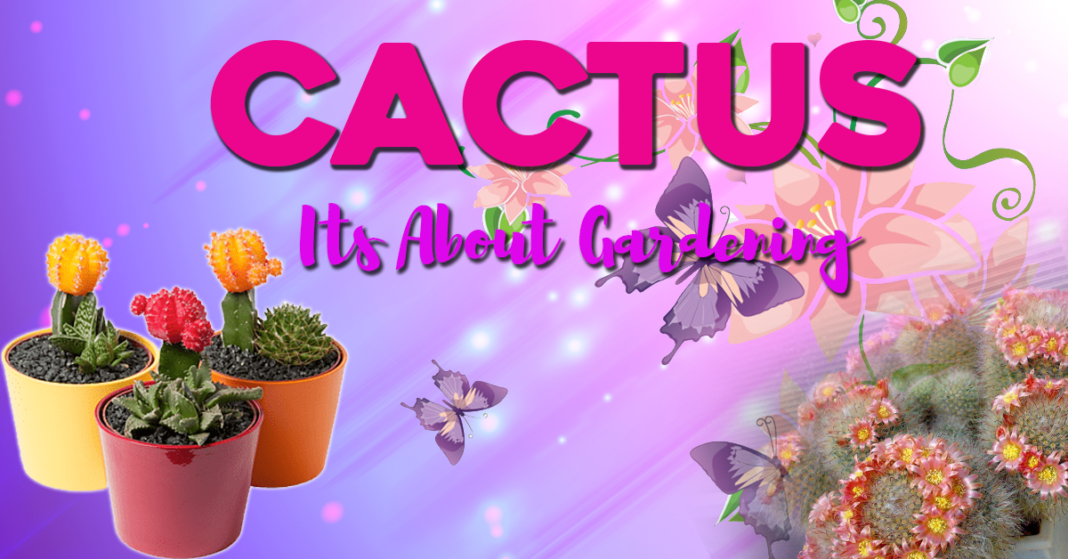 Cactus It About Gardening