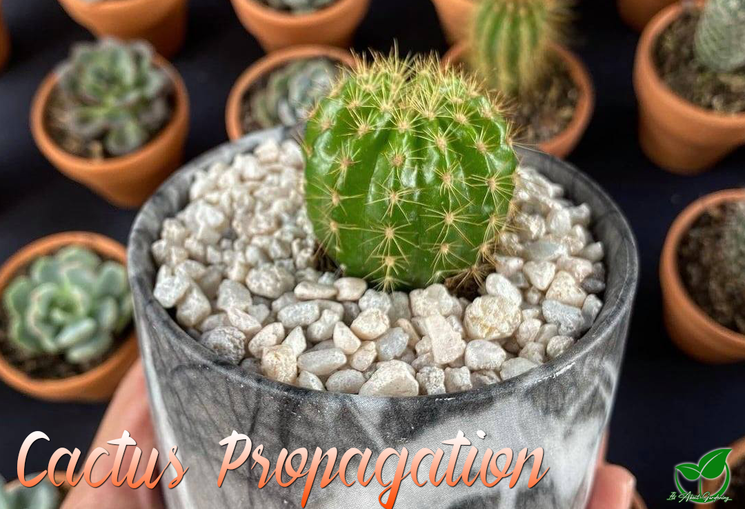 Cactus Propagation