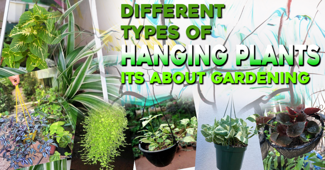 Different Types of Hanging Plants