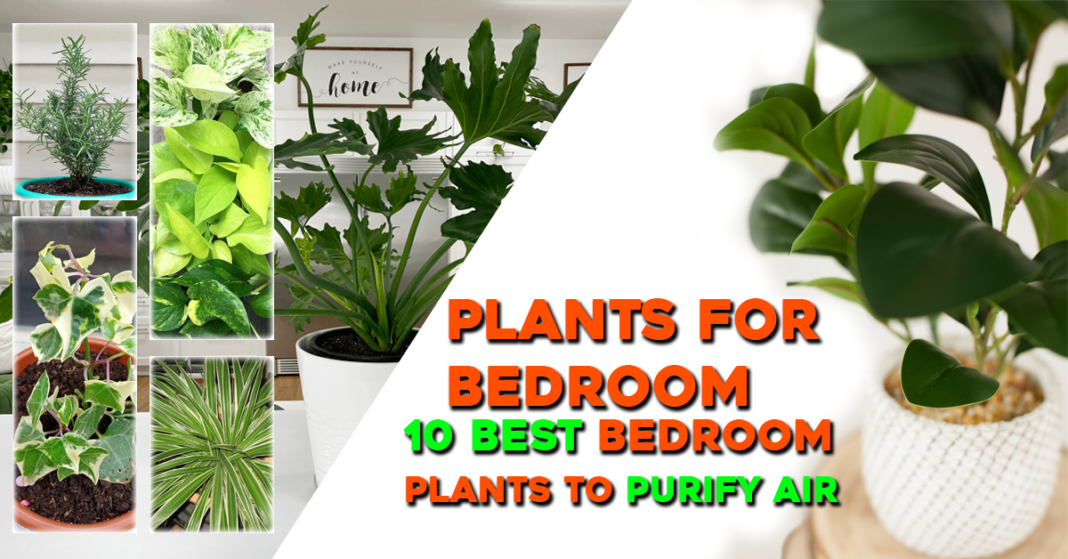 Plants for Bedroom - 10 Best Bedroom Plants to Purify Air