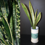 Sansevieria Trifasciata Mother-in-law's tongue