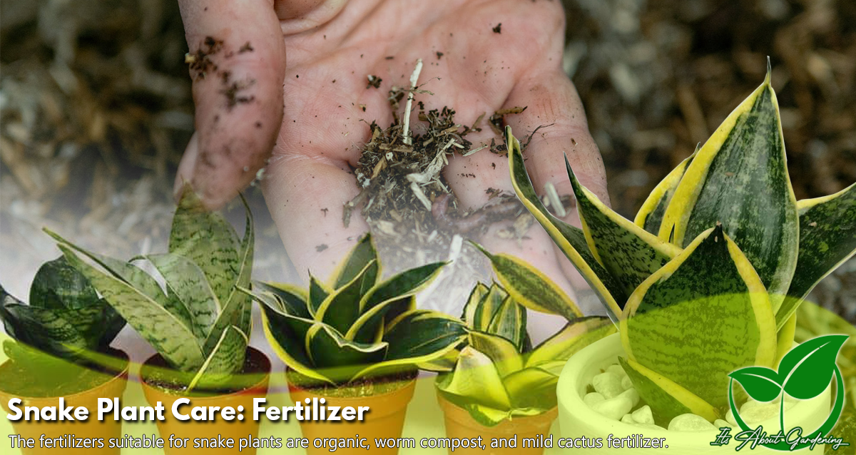 Fertilizer for Snake Plants