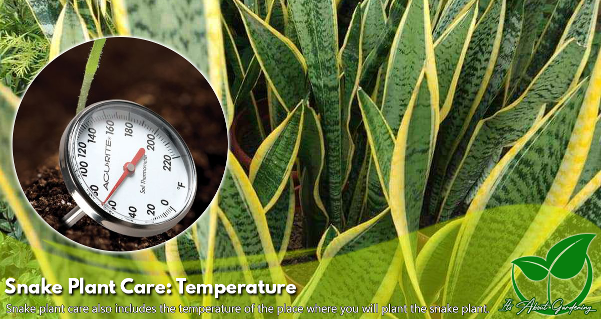 Snake Plant Temperature