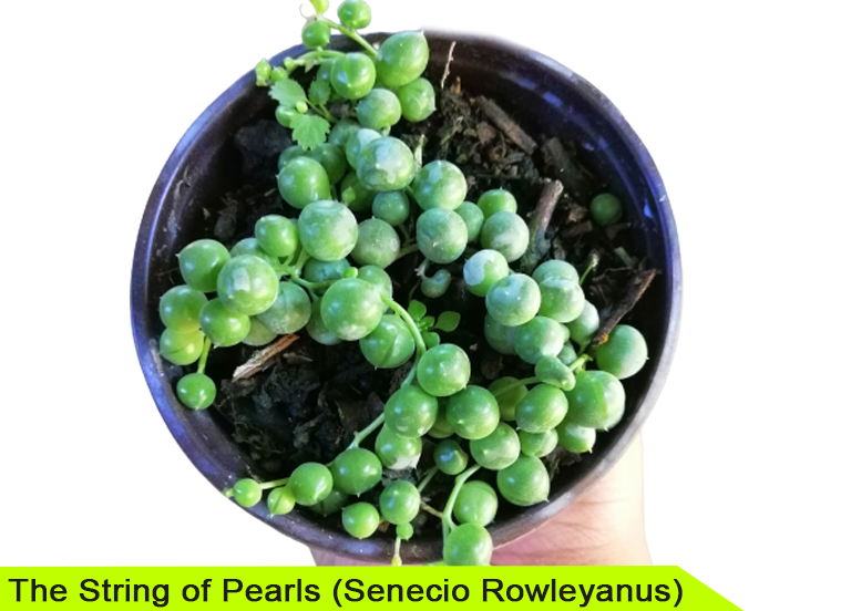 The String of Pearls (Senecio Rowleyanus)