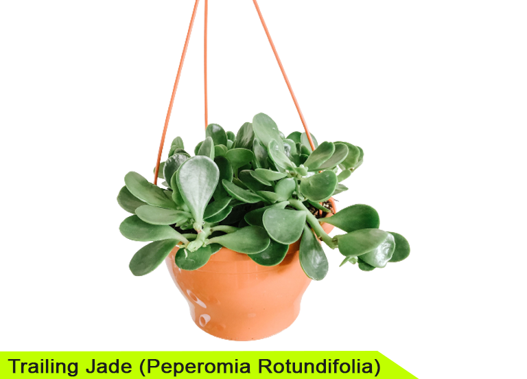 Trailing Jade (Peperomia Rotundifolia)