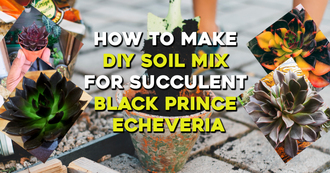 How to Make DIY Soil Mix for Succulent Black Prince Echeveria