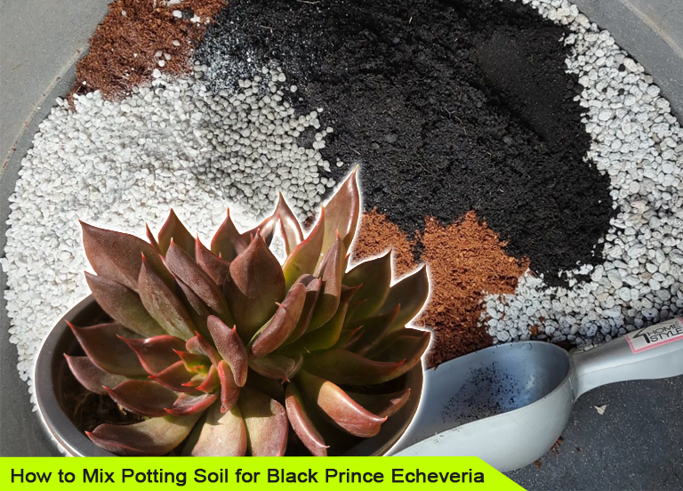How to Mix Potting Soil for Black Prince Echeveria