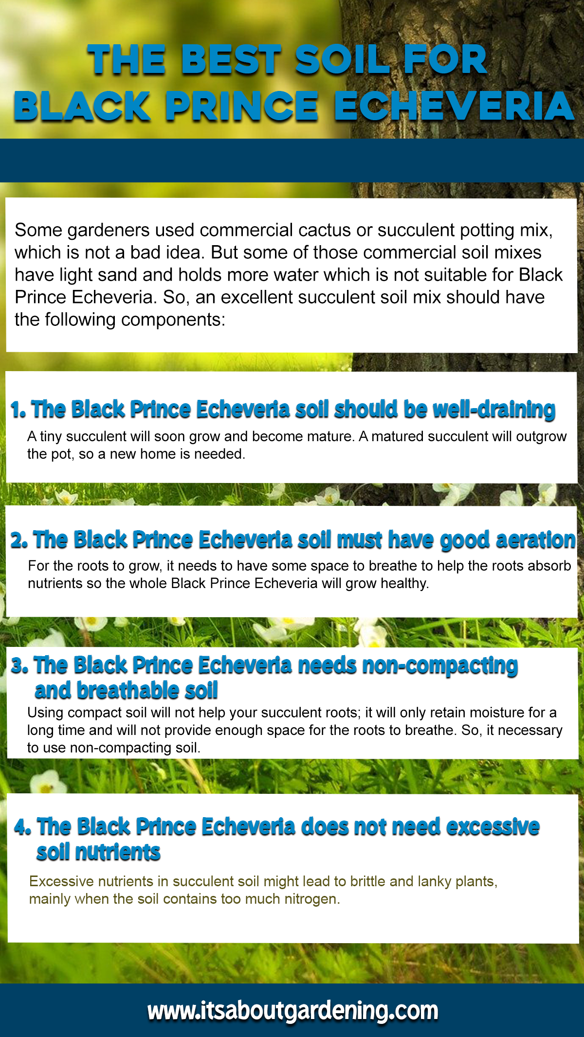The Best Soil for Black Prince Echeveria Infographic