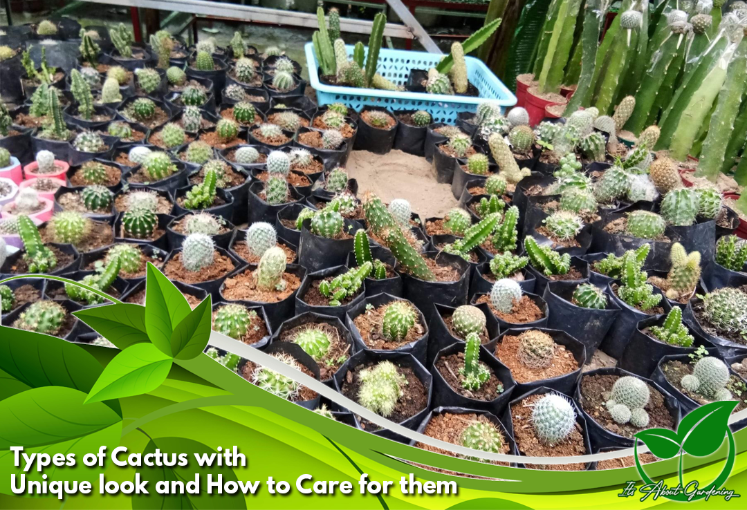 Types of Cactus with Unique look and How to Care for them