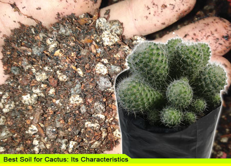 Best Soil for Cactus Its Characteristics