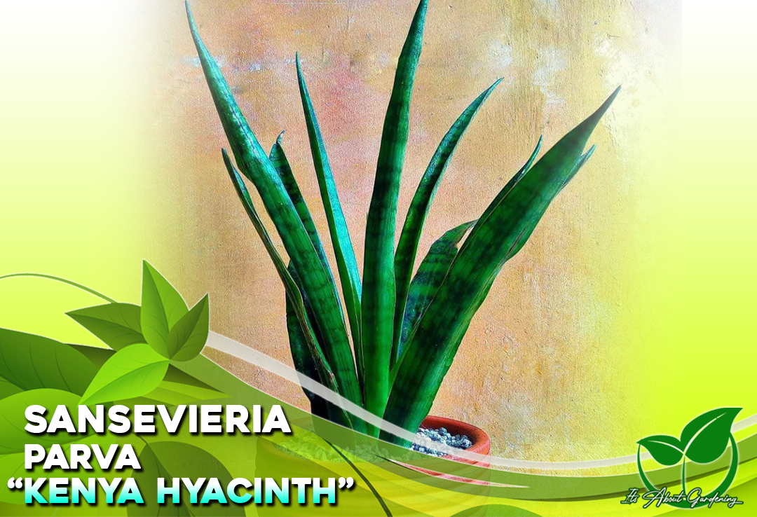Sansevieria Parva Kenya Hyacinth