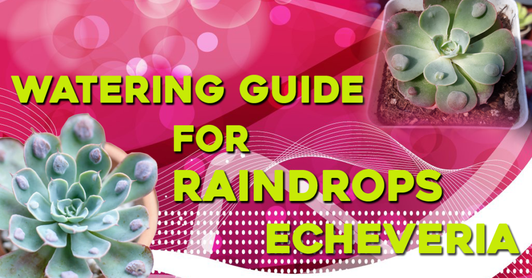 Watering Guide for Raindrops Echeveria