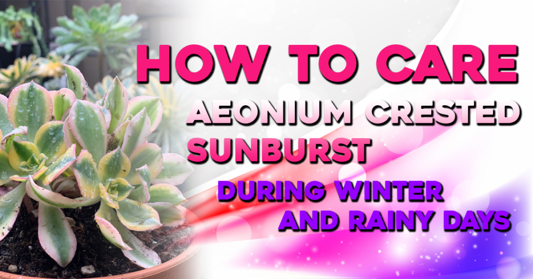 How to Care Aeonium Crested Sunburst During Winter and Rainy Days