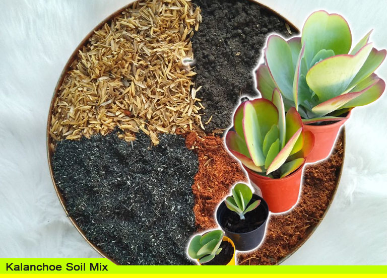 Kalanchoe Soil Mix