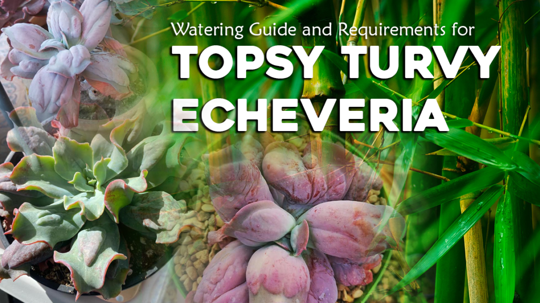 WATERING GUIDE FOR TOPSY TURVY ECHEVERIA