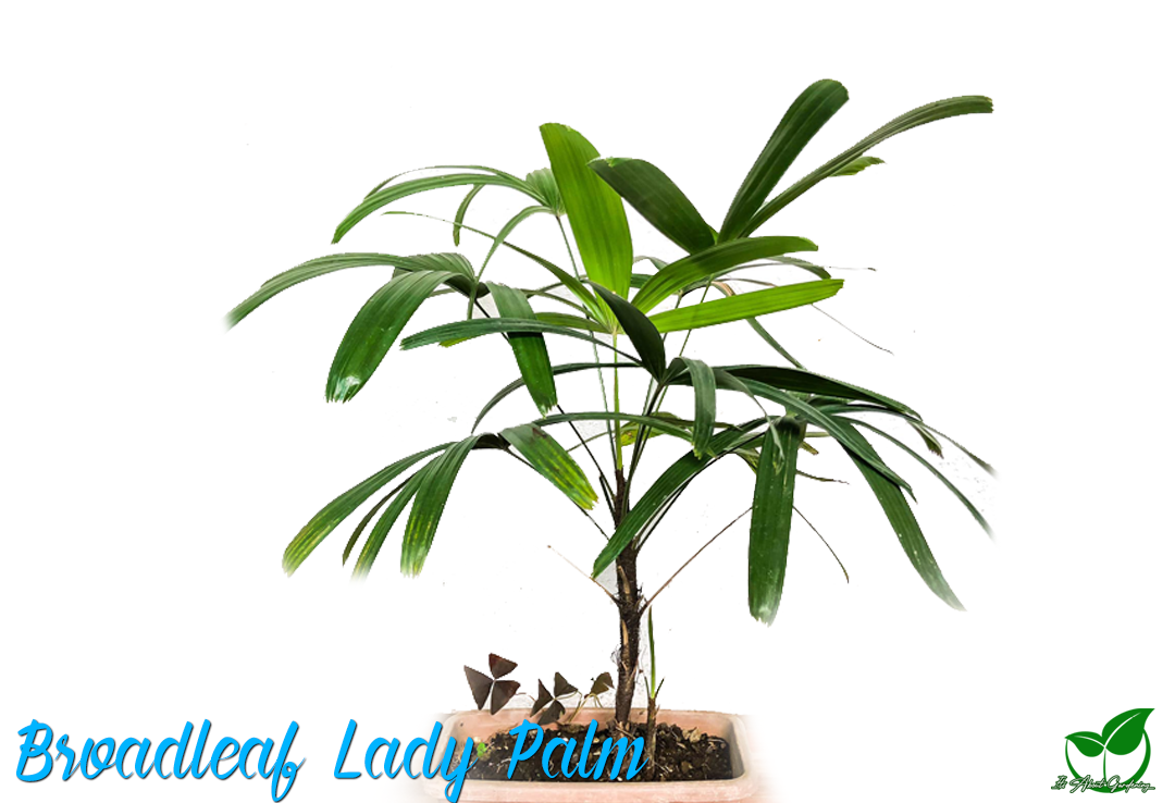 Broadleaf Lady Palm