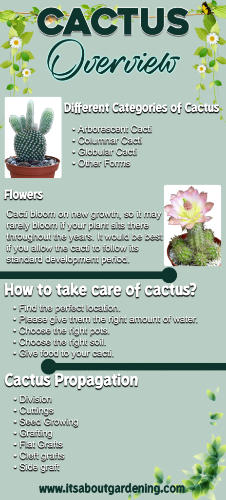 Cactus Overview