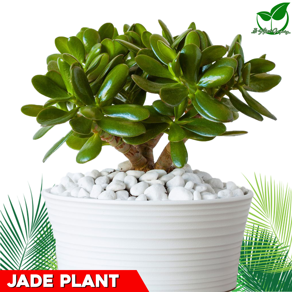 Low-maintenance Jade Plant