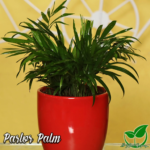 Parlor Palm