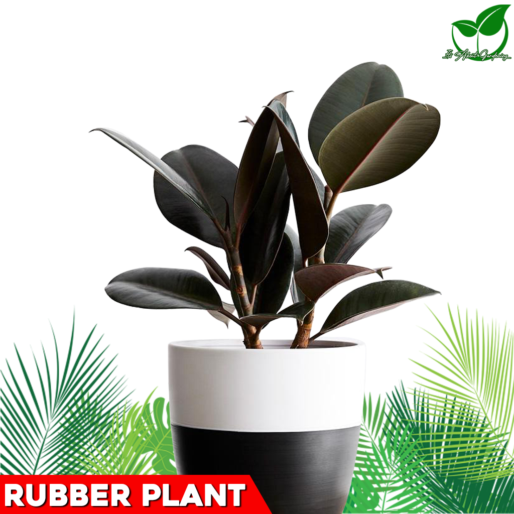 Rubber Plant