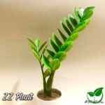 ZZ Plant