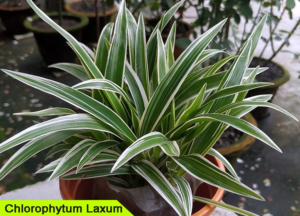 Chlorophytum Laxum