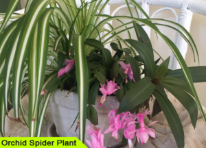 Orchid Spider Plant