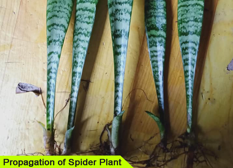 Propagation of Spider Plant