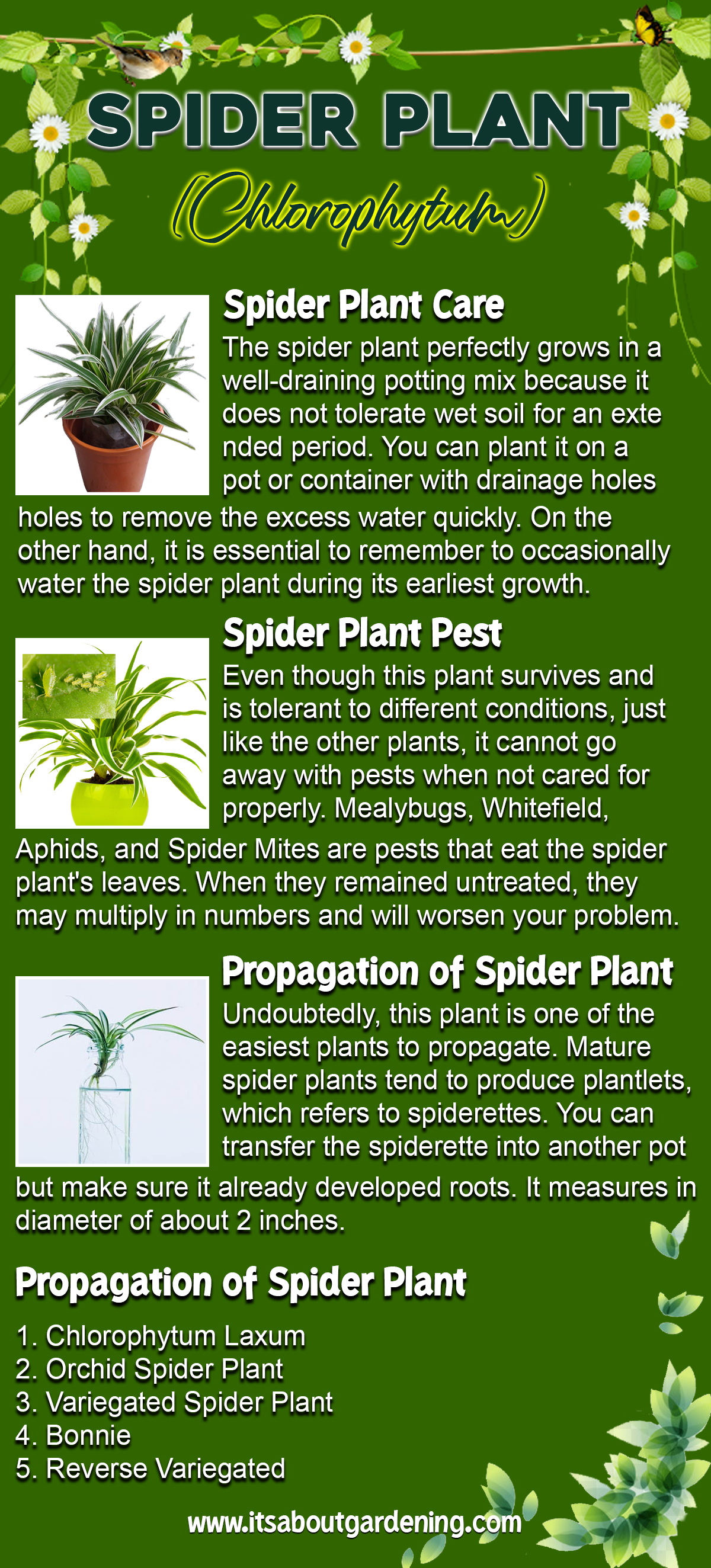 SPIDER PLANT (Chlorophytum) Infographics