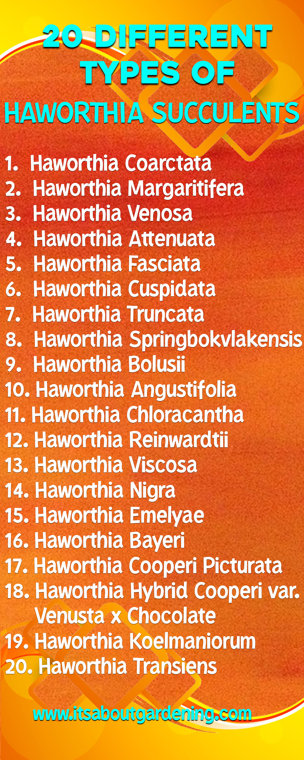 20 Different Types of Haworthia Succulent Infographic