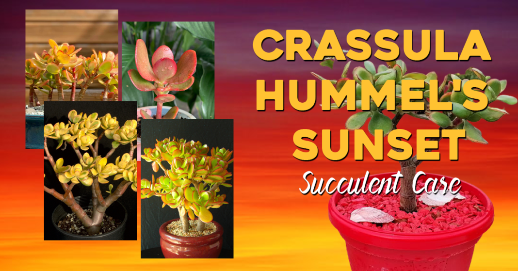 Crassula Hummel's Sunset Succulent Care