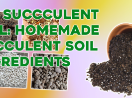DIY Succulent Soil Homemade Succulent Soil Ingredients