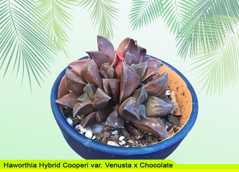 Haworthia Hybrid Cooperi var. Venusta x Chocolate