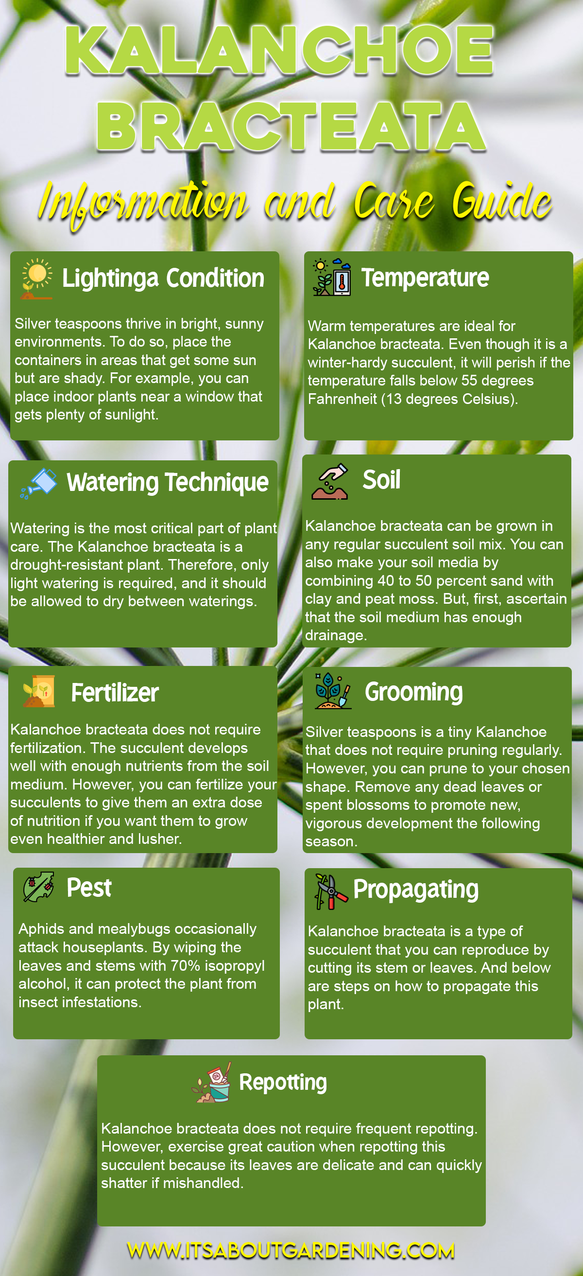Kalanchoe Bracteata Information and Care Guide Infographic