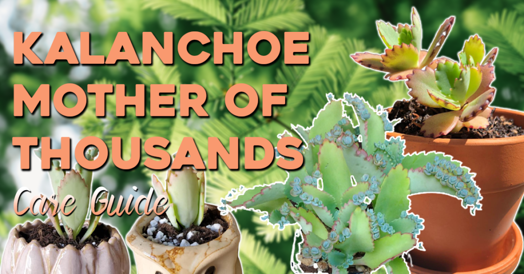 Kalanchoe Mother of Thousand Care Guide