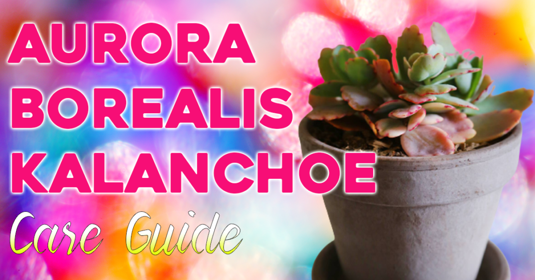 Aurora Borealis Kalanchoe Care Guide