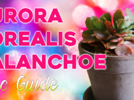 Aurora Borealis Kalanchoe Care Guide