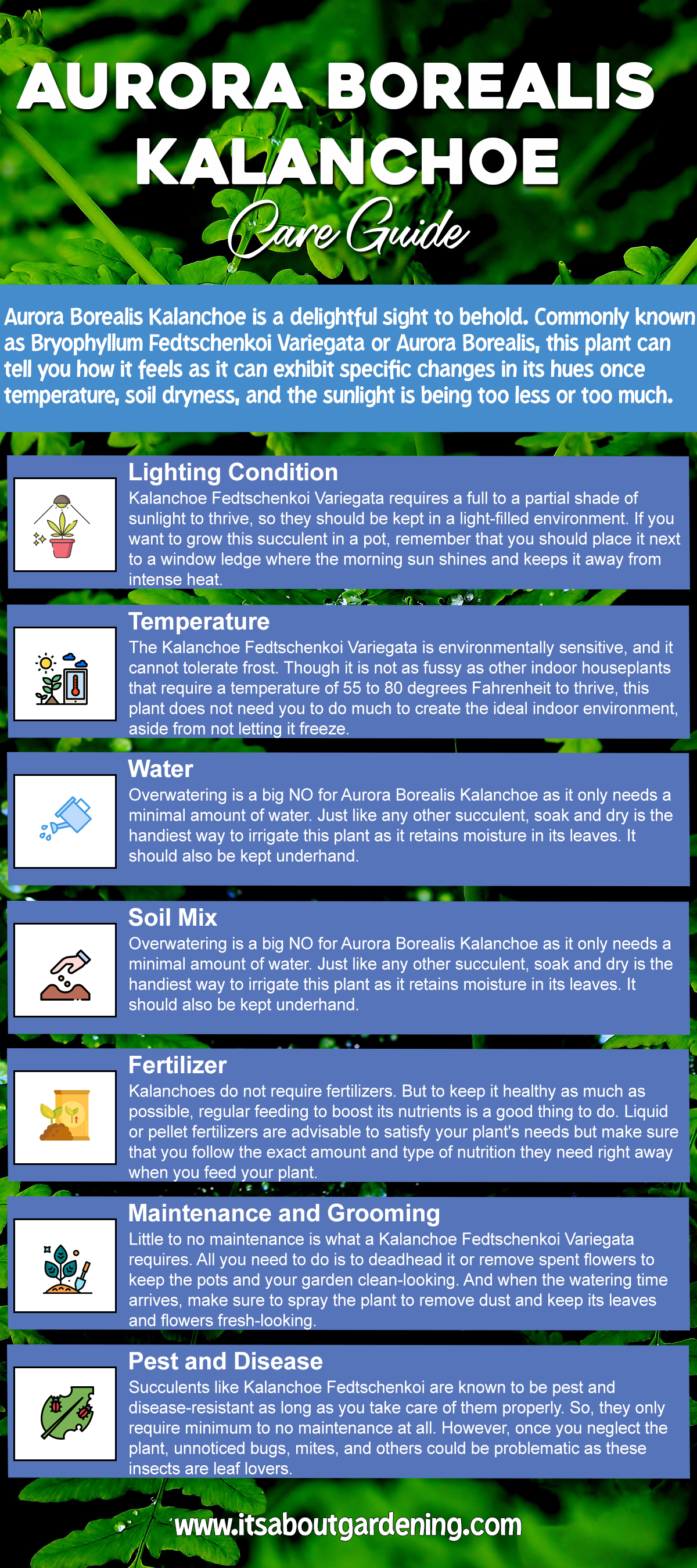 Aurora Borealis Kalanchoe Care Guide Infographic