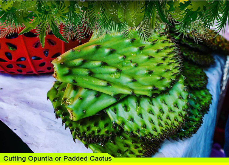 Cutting Opuntia or Padded Cactus