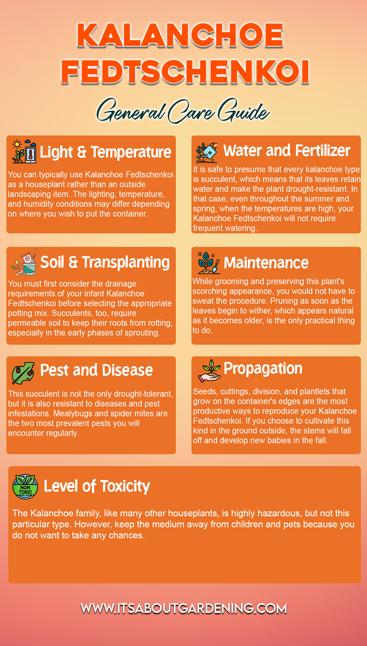 Kalanchoe Fedtschenkoi General Care Guide Infographic