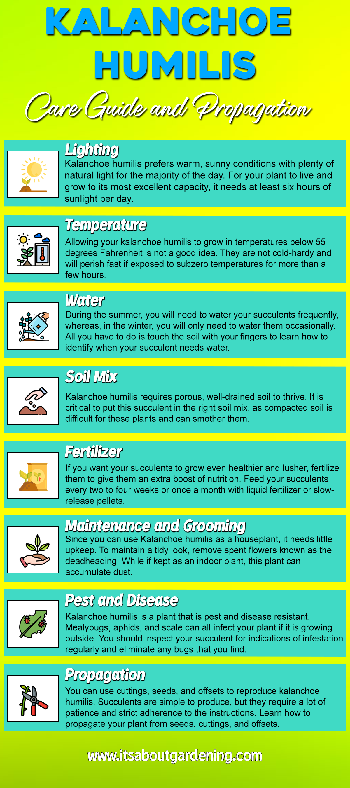Kalanchoe Humilis Care Guide and Propagation Infographic