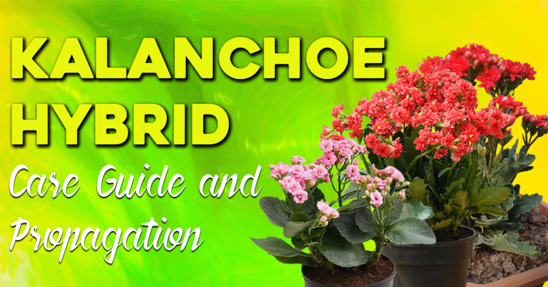 Kalanchoe Hybrid Care Guide and Propagation