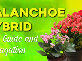 Kalanchoe Hybrid Care Guide and Propagation
