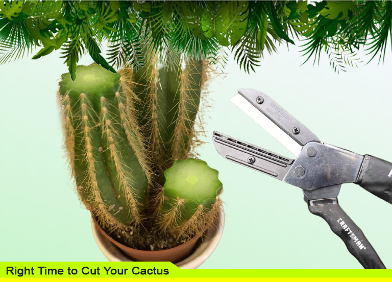 Right Time to Cut Your Cactus