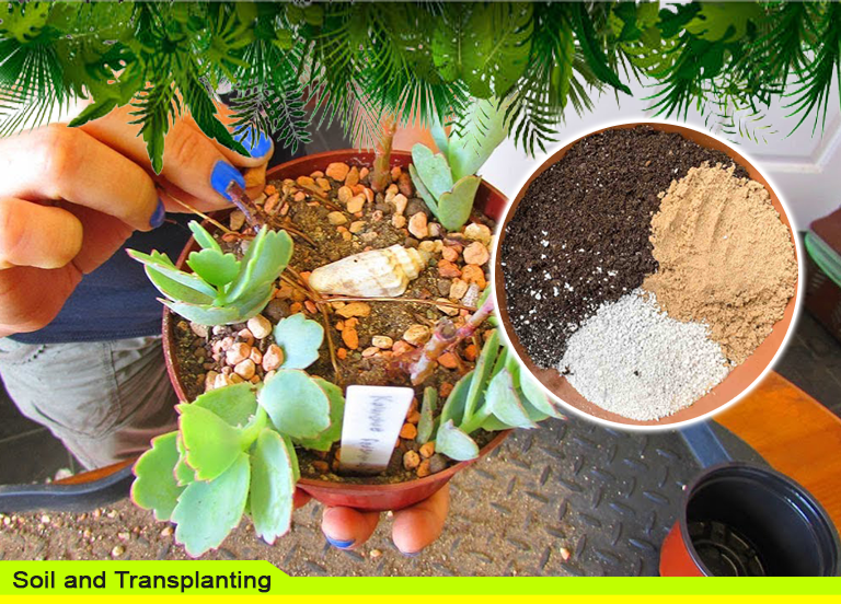 Soil and Transplanting