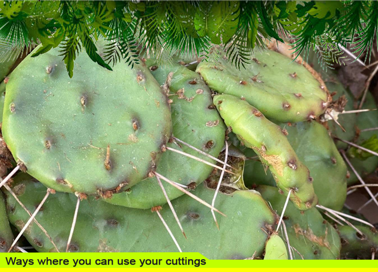 Ways where you can use your cuttings